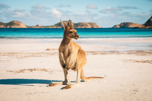 Australia Kangaroo on Beach